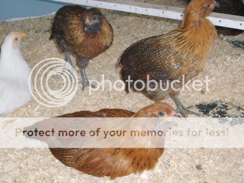 Chickens005.jpg