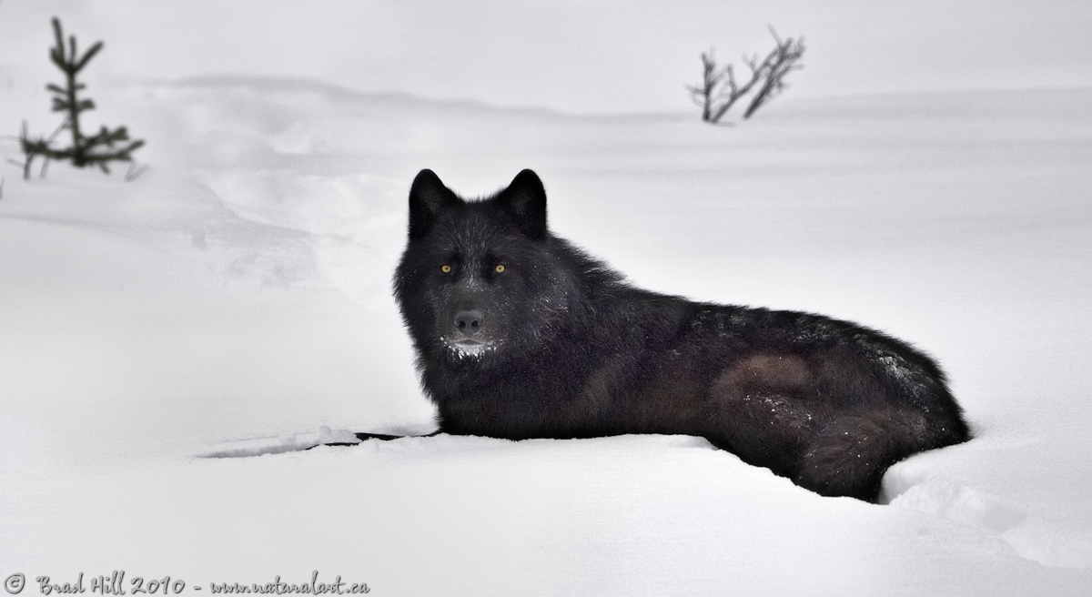 _D710535_BlackWolfWhiteSnow_lg.jpg