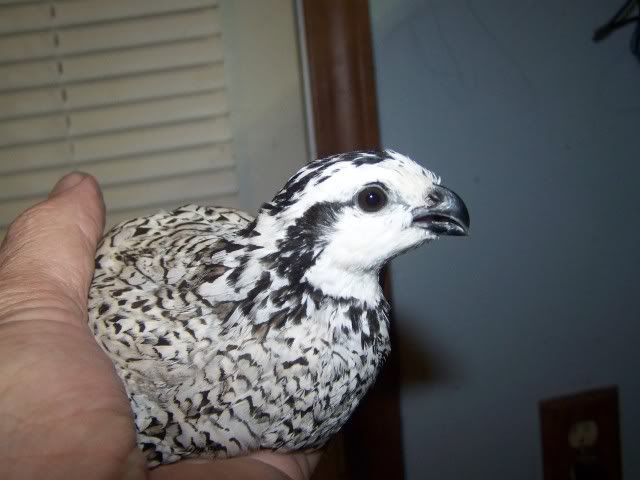 quail002.jpg