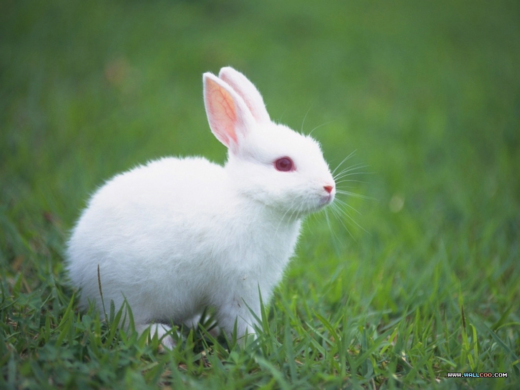 wallcoo_com_lovely_rabbit_picture_da033008s.jpg