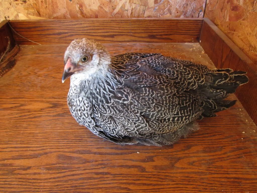 chicken2013.jpg