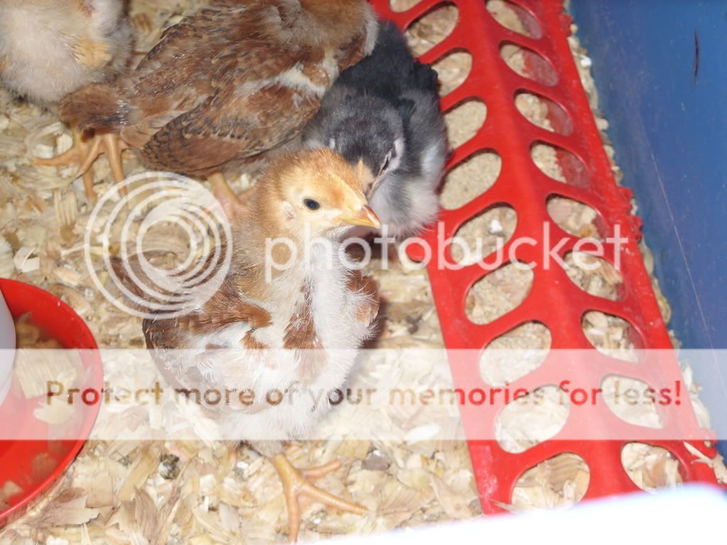 chickens044.jpg