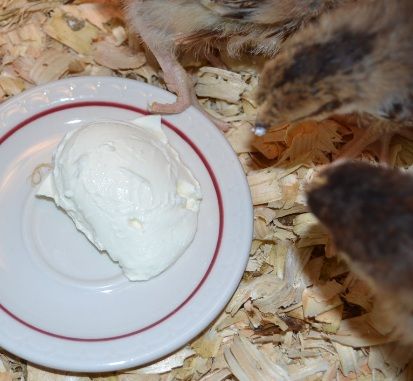 firsttryofyogurt.jpg