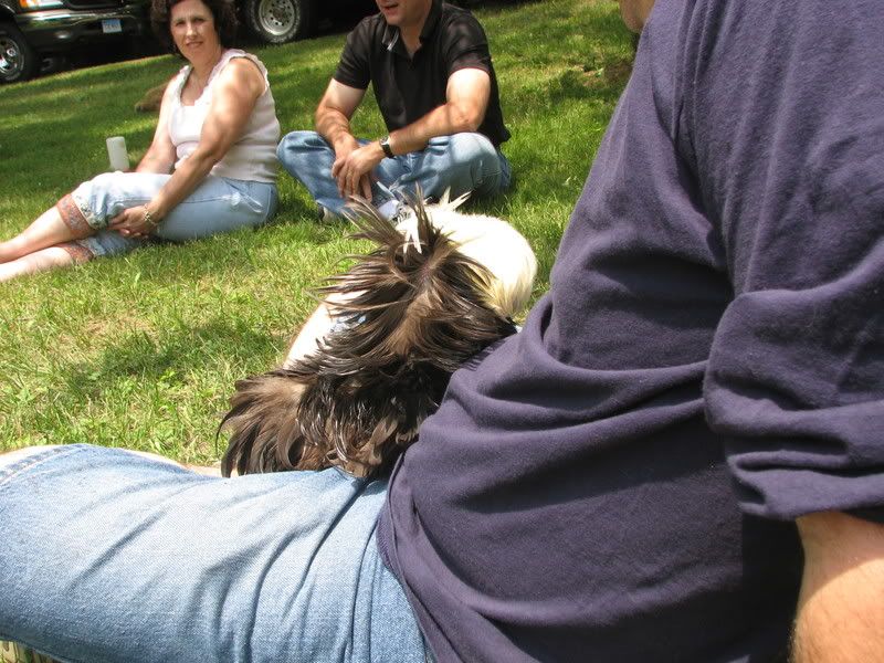 chickenstock018-1.jpg