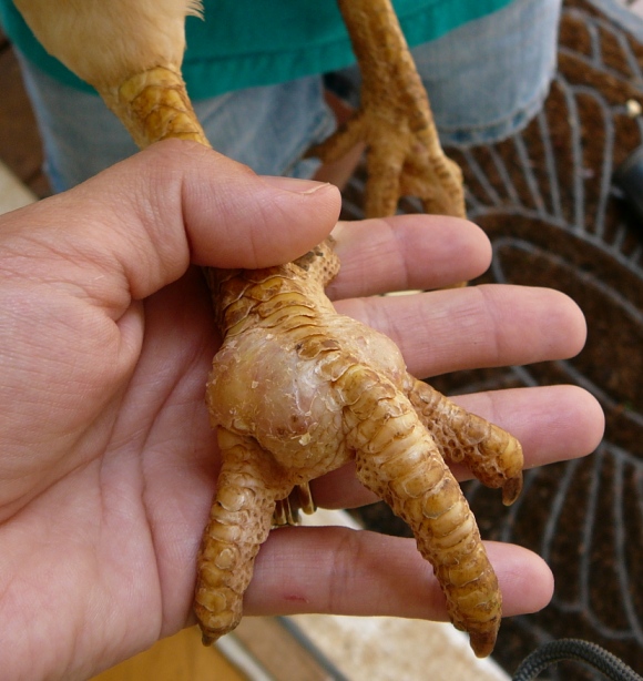 chicken_issue.jpg