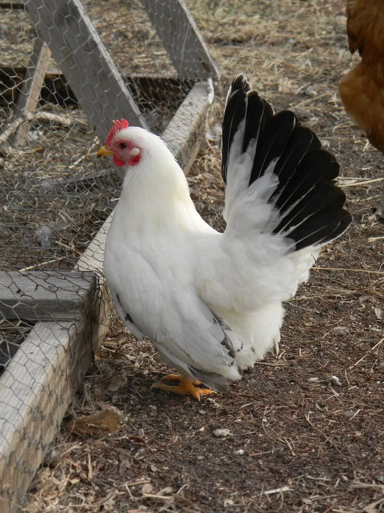 ChickPicks3235.jpg