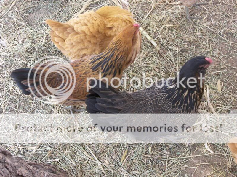 pets005-1.jpg