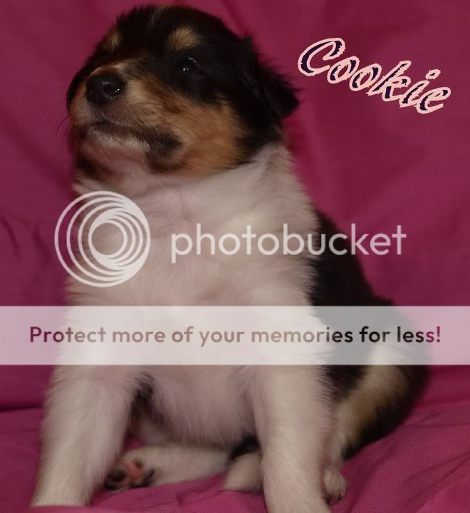Cookie.jpg