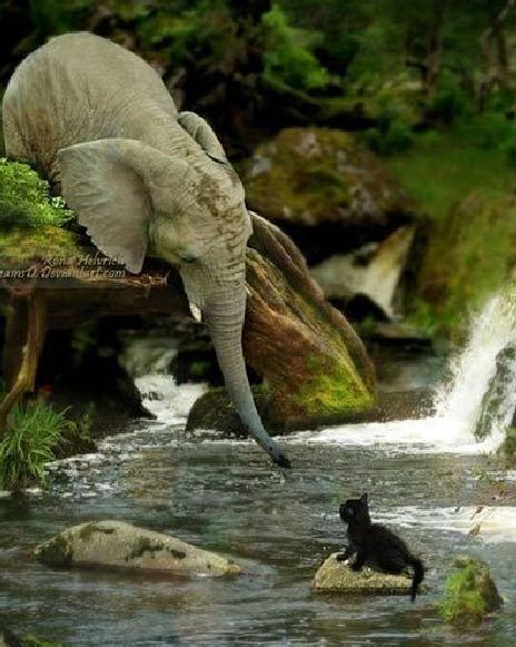 Unusual-Friendship-15.jpg