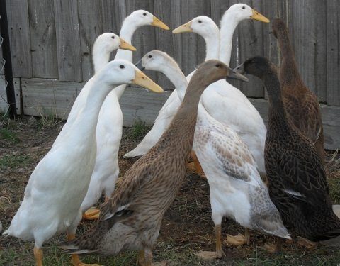 800x600px-LL-0fab9305_ducks-indian_runner-46956-773708.jpeg