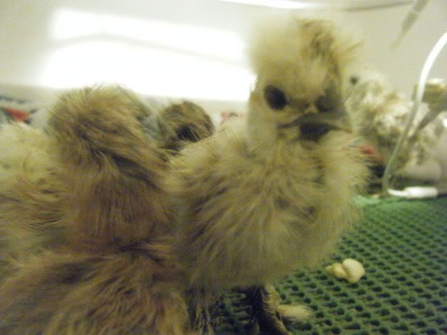 showgirls025.jpg