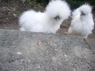 silkies020.jpg