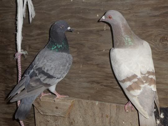 pigeon4.jpg