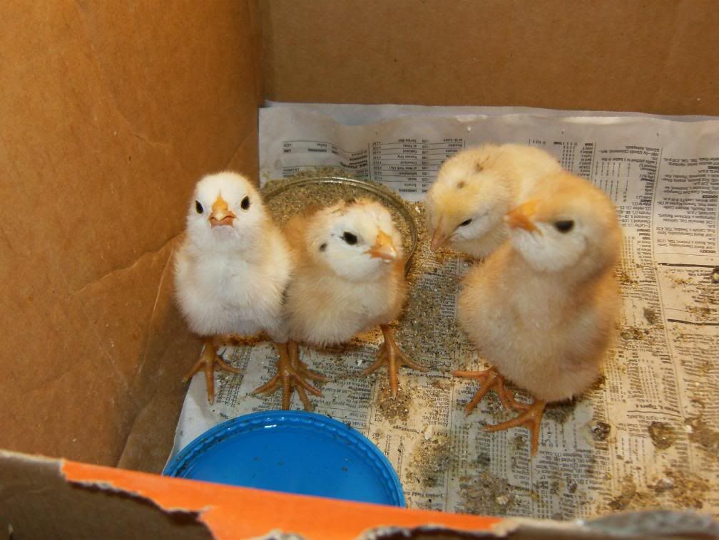 assemblyandchicks229.jpg