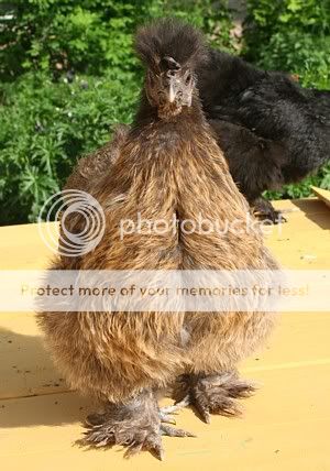 IMG_4285.jpg