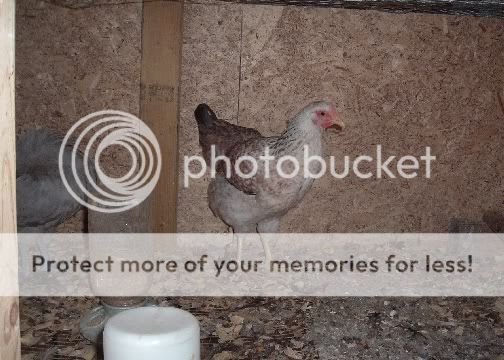 chick9011.jpg