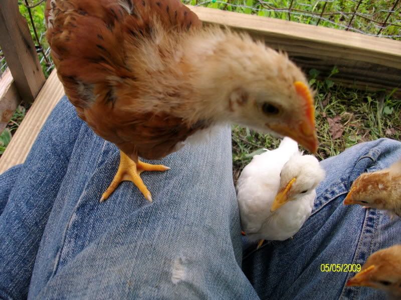 Chicksday25012-1.jpg