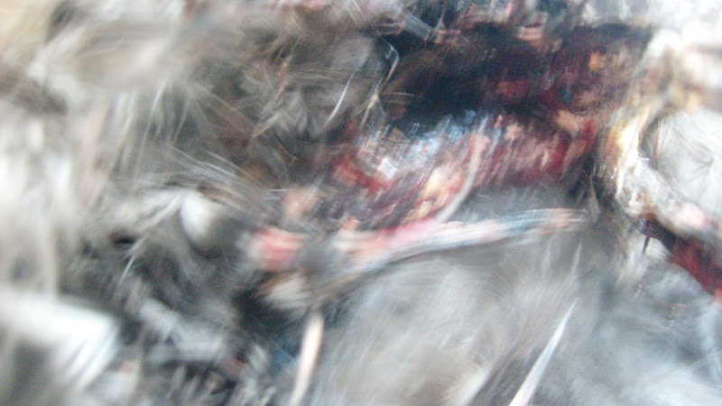 S6304489.JPG