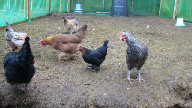 Hens15011121.jpg