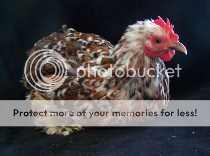 mandyC.jpg