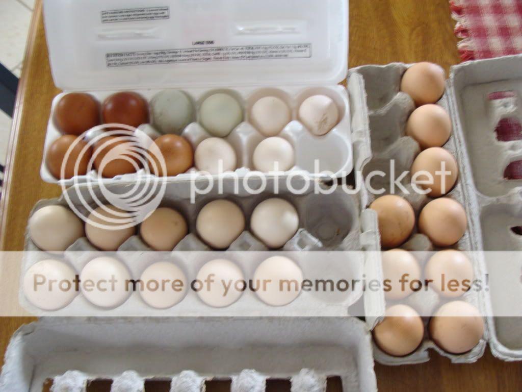 ChickPicks386.jpg