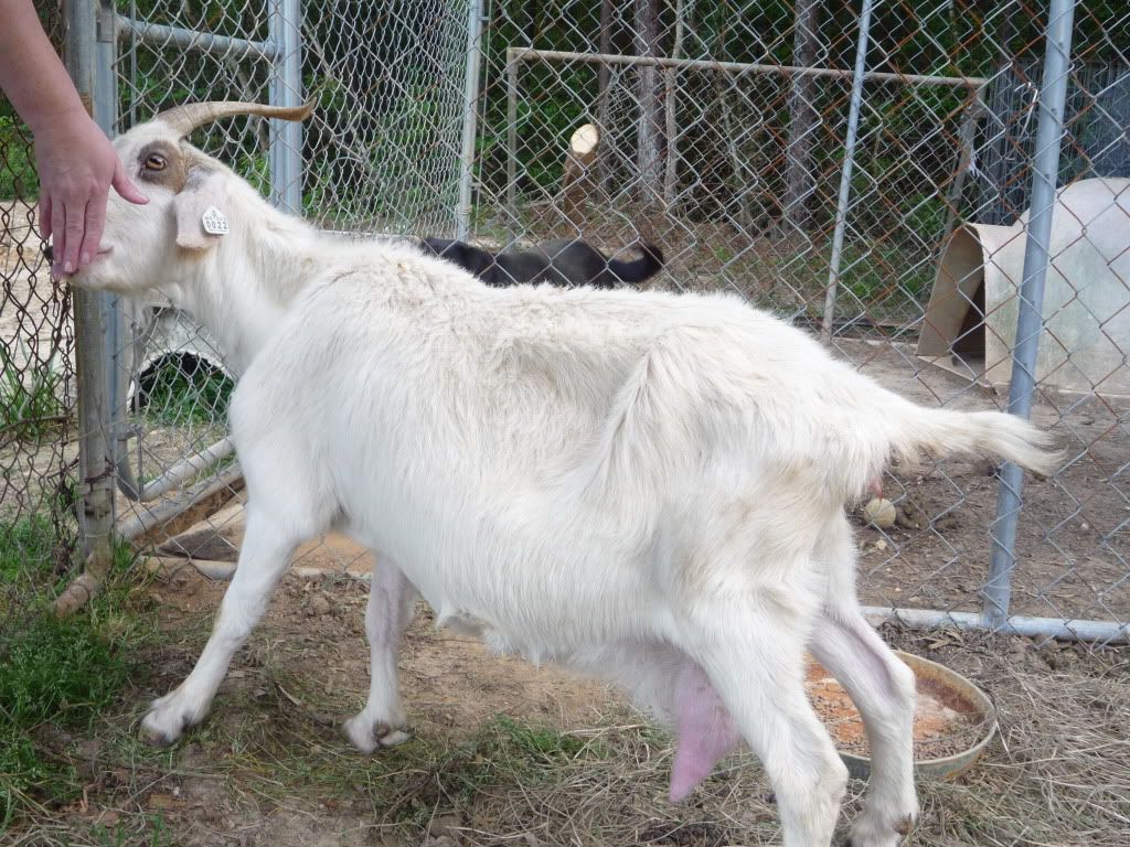 goat007.jpg