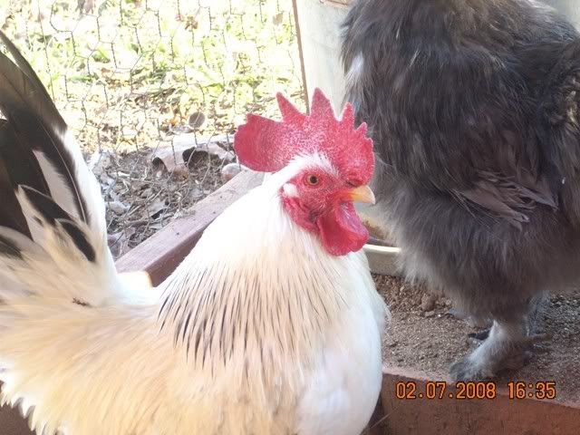 Pet3.jpg