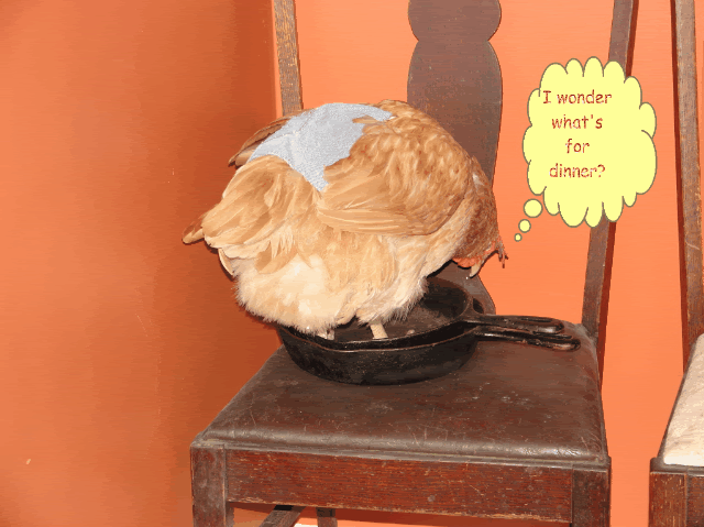 DSC03536-1.gif