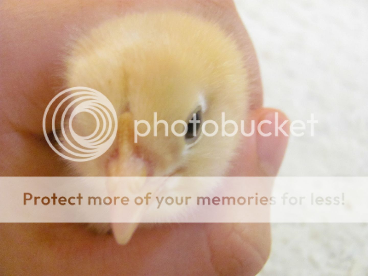 EEchick005.jpg