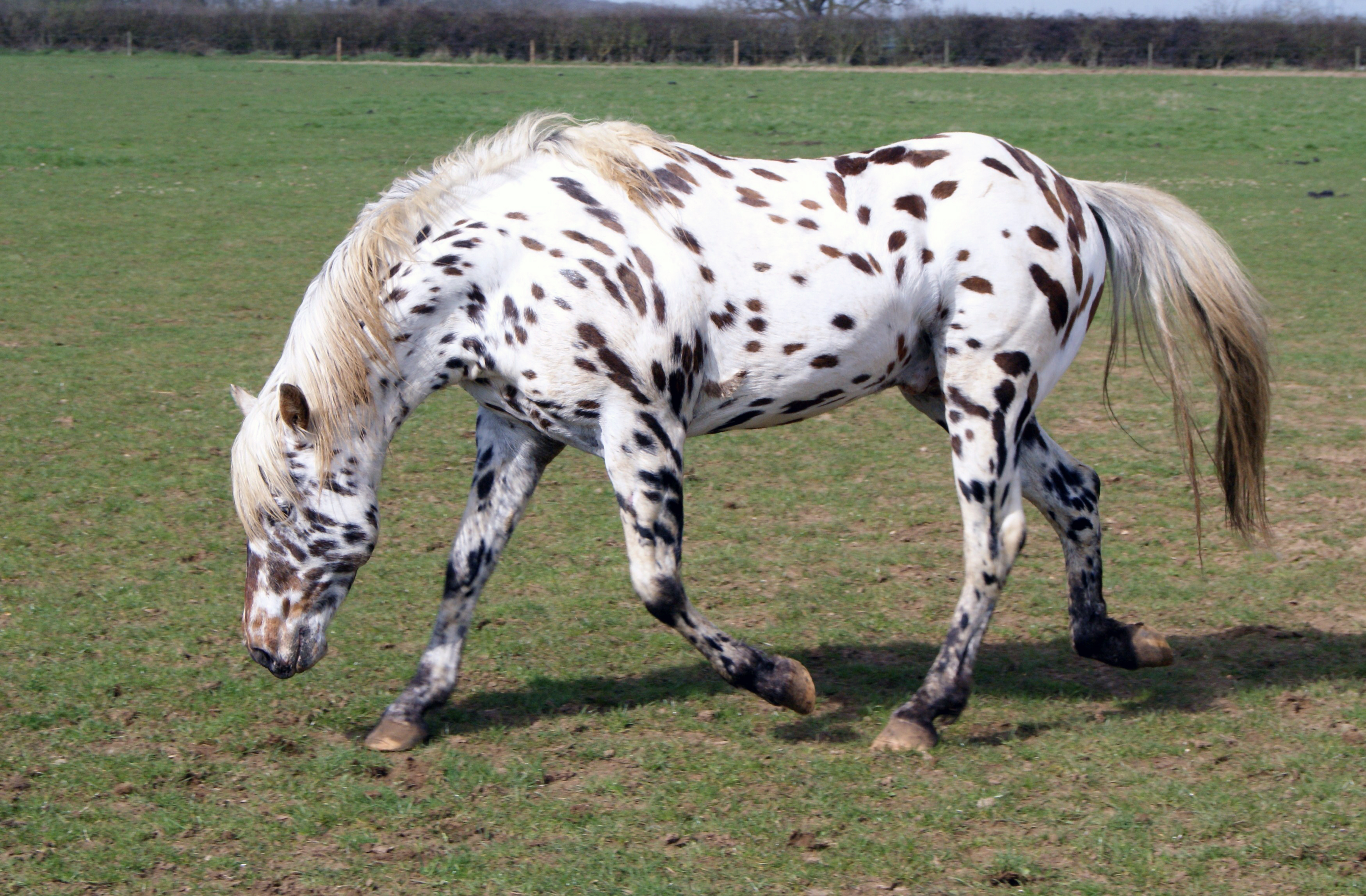 Appaloosa_Stock_04_by_candigal.jpg