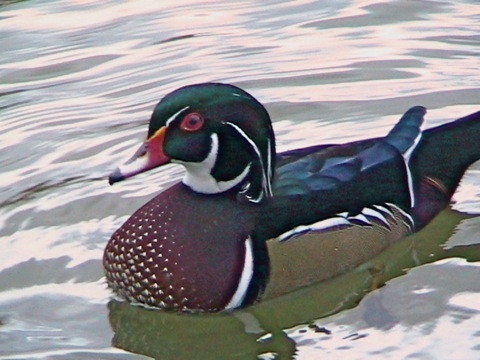 WoodDuck_M2.jpg