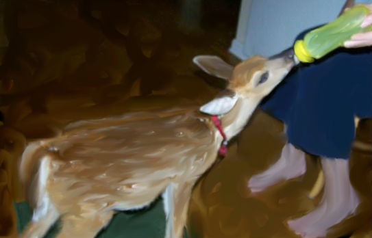 sammy.jpg