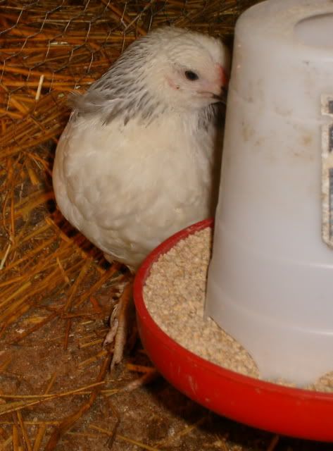 chickies059.jpg
