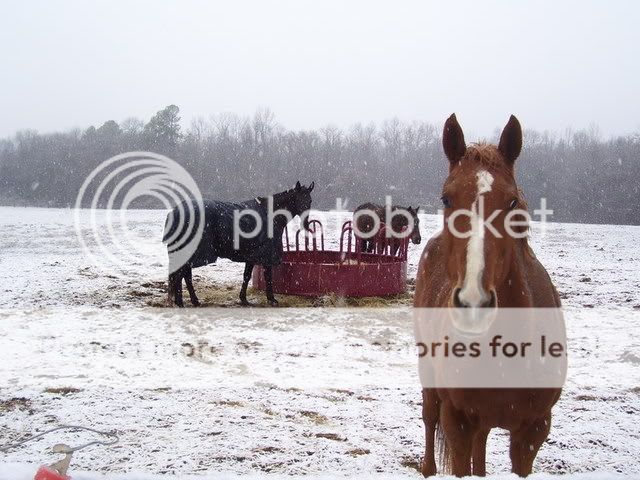 snow08011.jpg