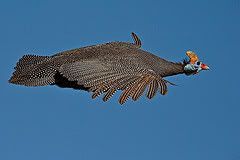 Masaiguineafowllevelflight.jpg