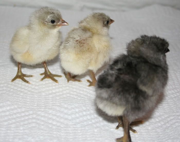 babies2.jpg