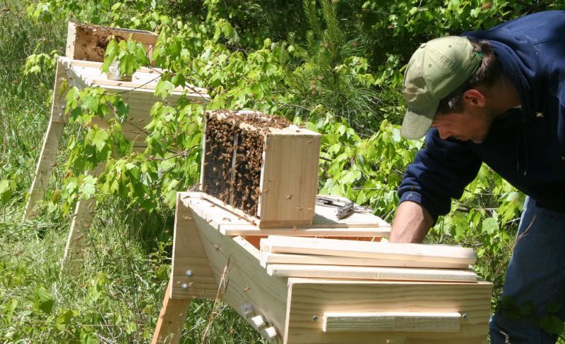 bees1-2.jpg