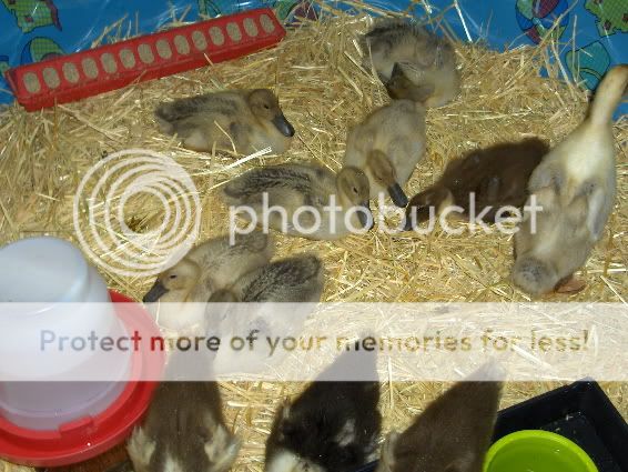 3weeksold14.jpg