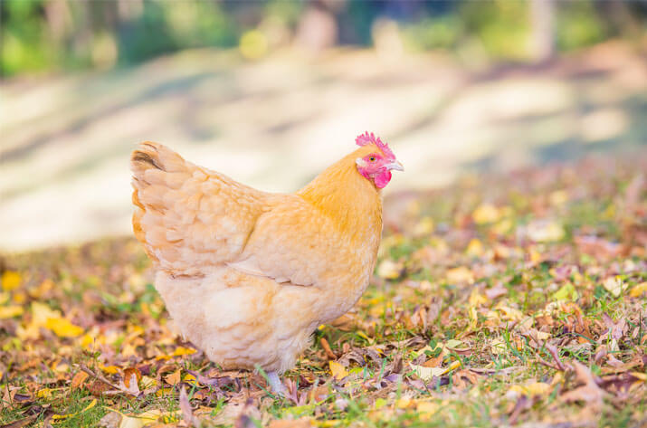 Buff Orpington All You Need To Know: Temperament and Egg Laying