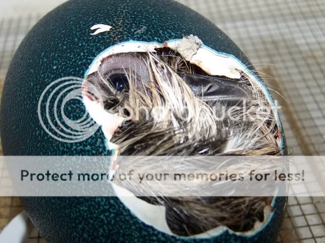 emu008.jpg