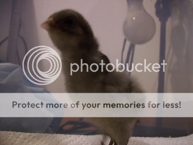 chick022.jpg