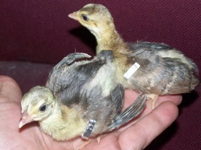 peachicks036.jpg