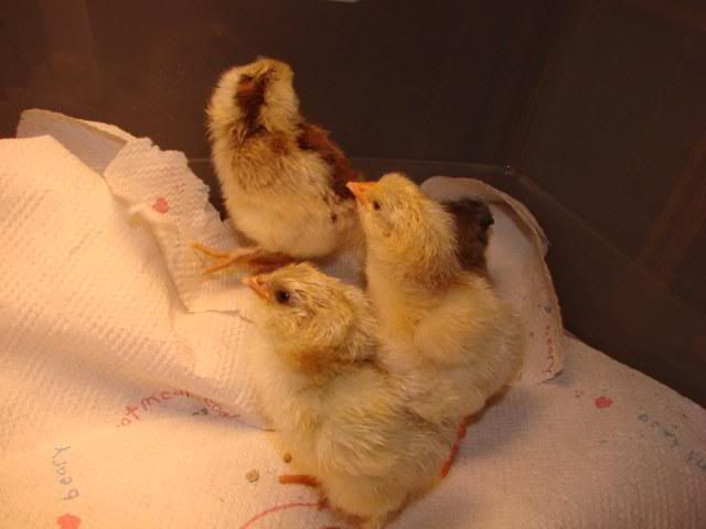 chicks1.jpg
