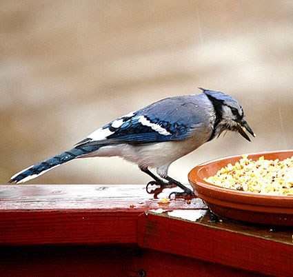 blue_jay_3.jpg