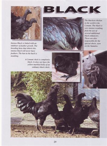 Page_29.jpg