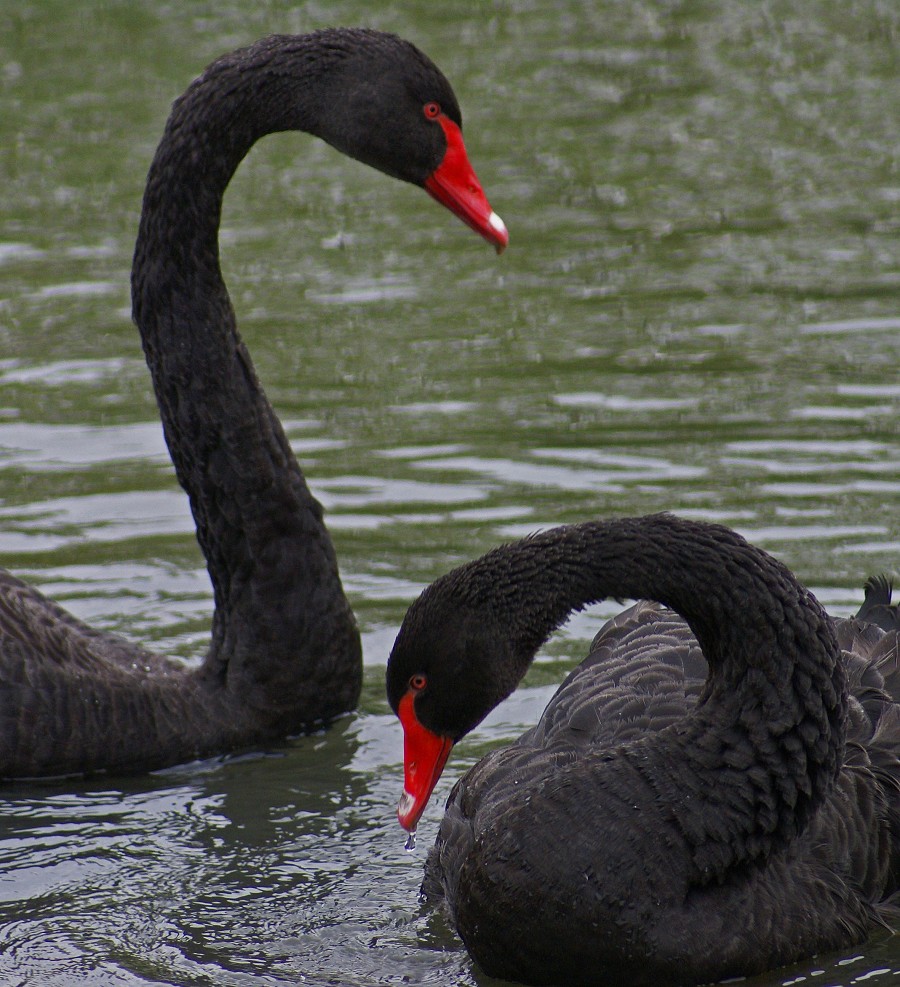 black-swans.jpg