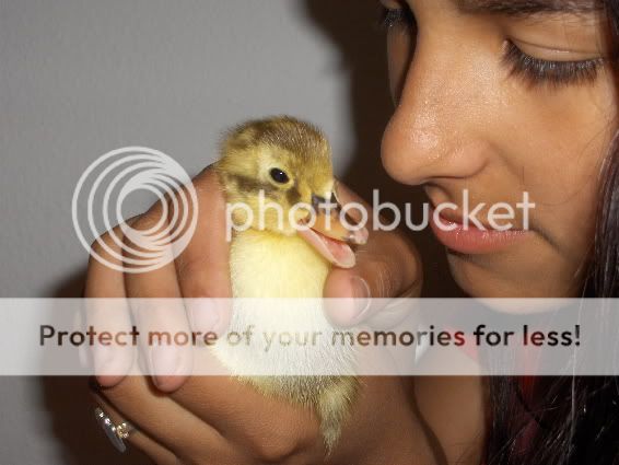 Chynduckie.jpg
