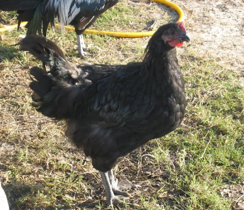 roo-2.jpg