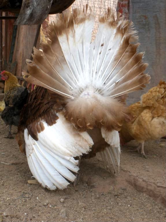 Chickens034.jpg