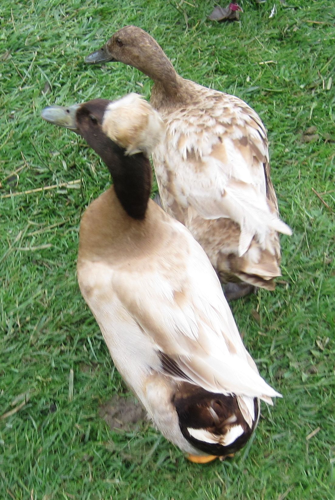 crestedetc-025-cropped.jpg